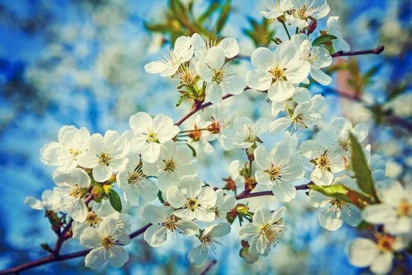 Rama grande con flores blancas — Foto de Stock