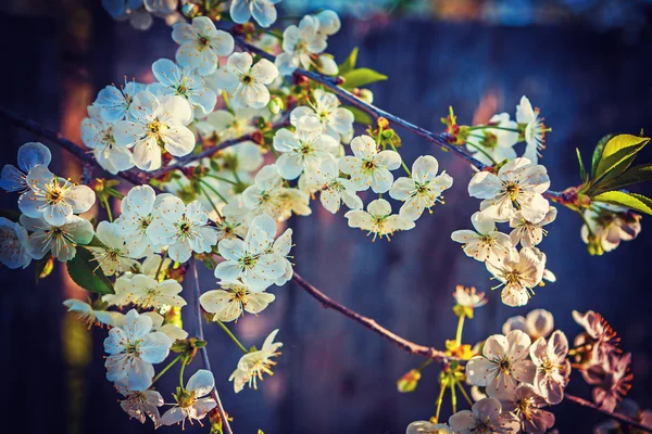 Rami fioriti di ciliegio — Foto Stock