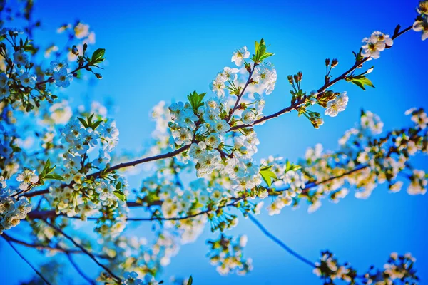 樱桃树开花分支 — 图库照片