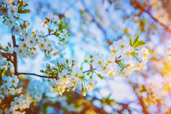 Bloei cherry tree — Stockfoto