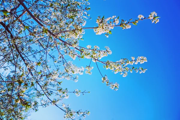 Ramos florescentes de cerejeira — Fotografia de Stock