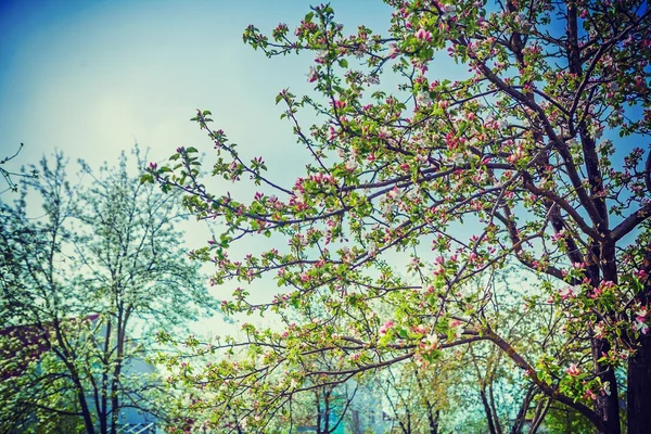 Кінці квітучих дерев — стокове фото