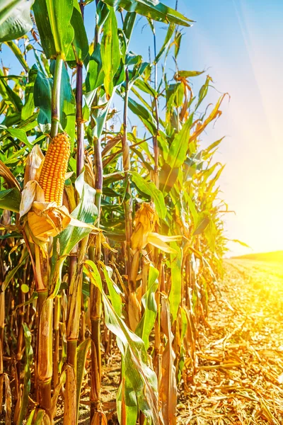 Con field close up view — Stock Photo, Image