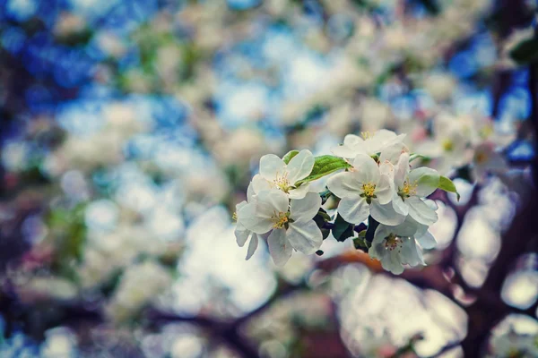 Enda gren av blommande äppelträd — Stockfoto