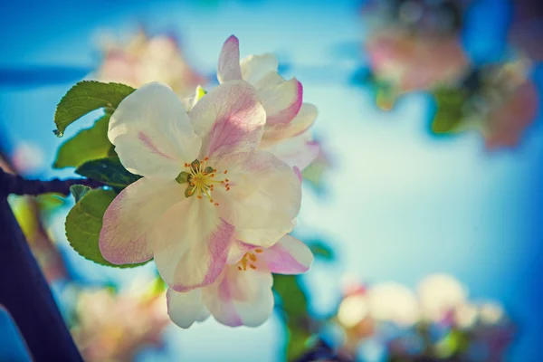 Flores de manzano — Foto de Stock