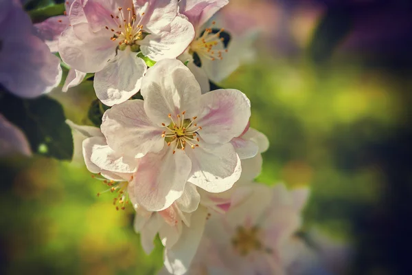 Flores de manzano de cerca —  Fotos de Stock