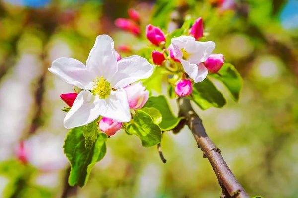 花的花朵盛开的苹果树 — 图库照片