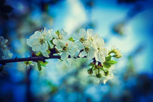 White flowers of blossoming cherry tree — Stock Photo, Image