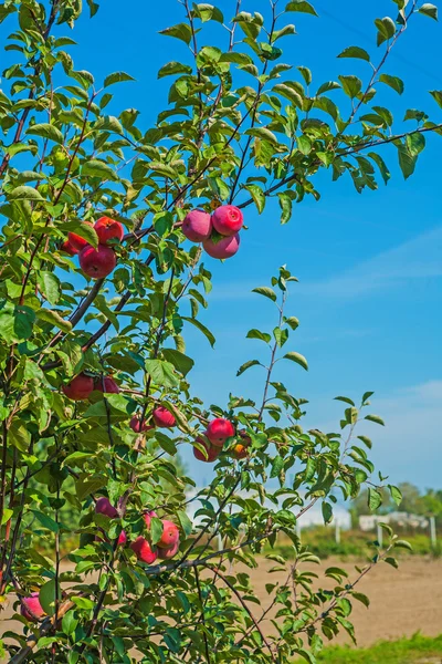 Mele rosse su ramo — Foto Stock