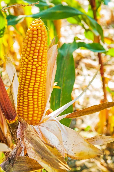 Één oor van maïs — Stockfoto