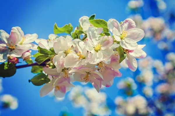 白的红苹果树花 — 图库照片