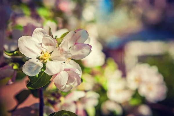 Single small  branch with flowers — Stock Photo, Image