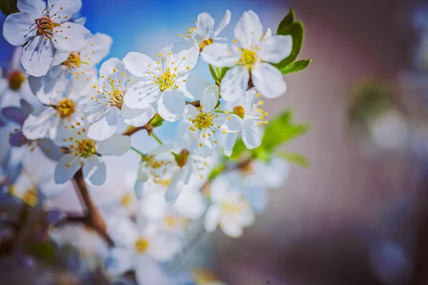 盛开的樱花树 — 图库照片