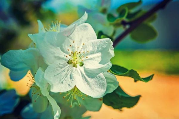 Una sola flor de manzano — Foto de Stock