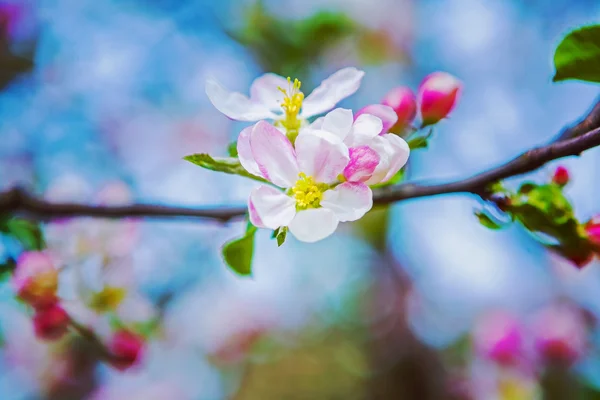 Twee bloemen van bloeiende appelboom — Stockfoto