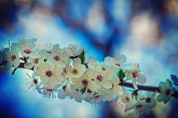 Fiori su albero ciliegio fiorito — Foto Stock