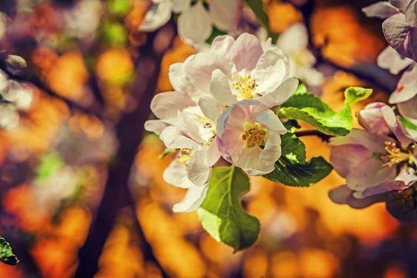 Kleine tak van appelboom — Stockfoto