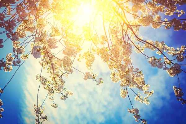 Sunriese through crone of blossoming cherry — Stock Photo, Image