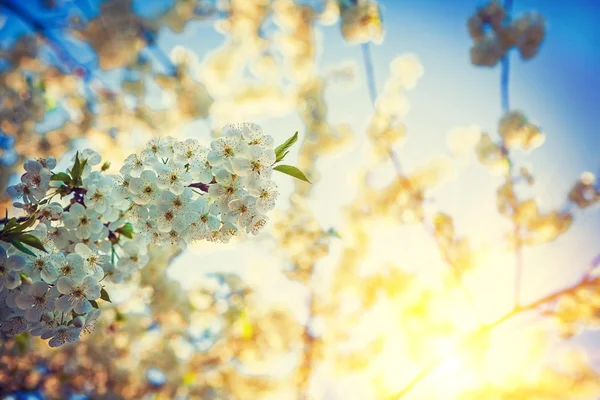 Branches of blossoming cherry tree — Stock Photo, Image