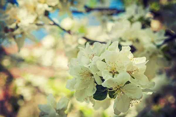 苹果树的白色花朵 — 图库照片