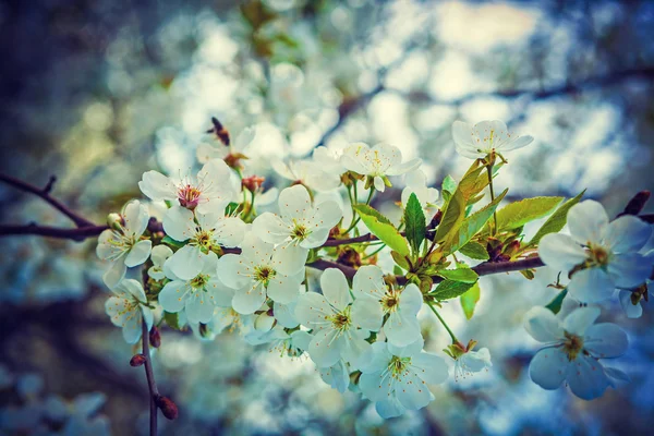 Flowers on blossoming cherry tree — Stock Photo, Image