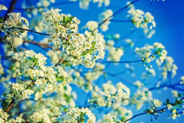 Witte bloemen van bloei cherry tree — Stockfoto