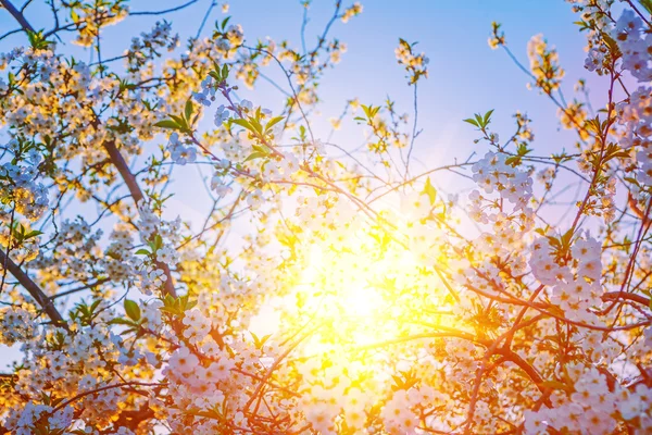 Sunriese à travers le cône de cerise en fleurs — Photo