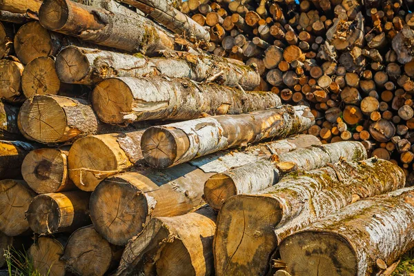 Mucchio di tronchi d'albero — Foto Stock