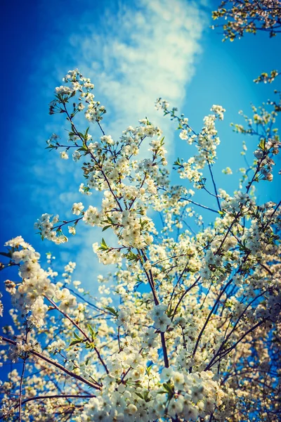 Blommande grenar av körsbärsträd — Stockfoto