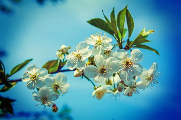 Blossoming branch of cherry tree — Stock Photo, Image