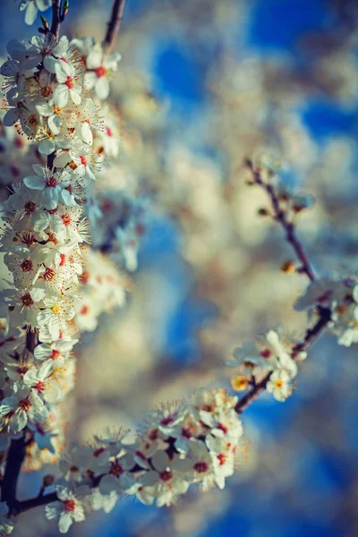 Blossoming branches of cherry tree — Stock Photo, Image