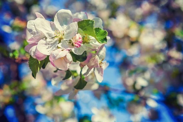 Rama del manzano floreciente — Foto de Stock