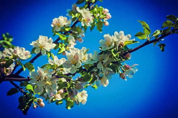 Tak van appelboom — Stockfoto