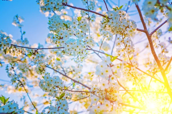 Cherry tree flowers and sunrise — Stock Photo, Image