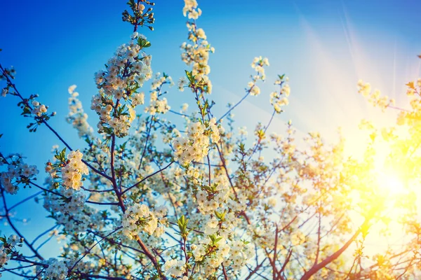 Drzewa wiśniowe kwiaty i wschód — Zdjęcie stockowe