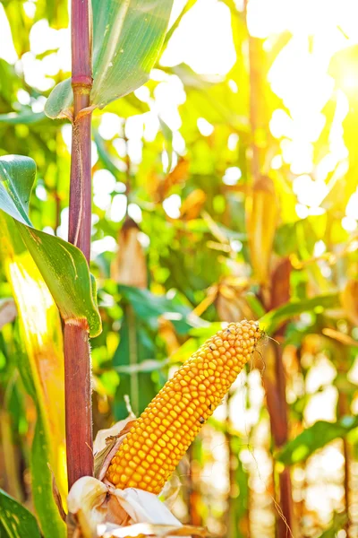 Oreja de maíz en planta — Foto de Stock