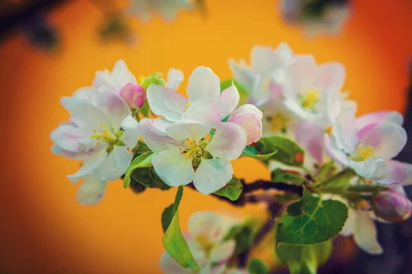 Flowers fo blossoming apple tree — Stock Photo, Image