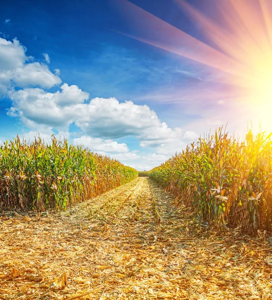 Campo con mais — Foto Stock