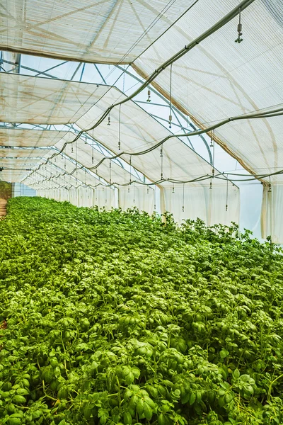 Growing of potato in greenhouse — Stock Photo, Image