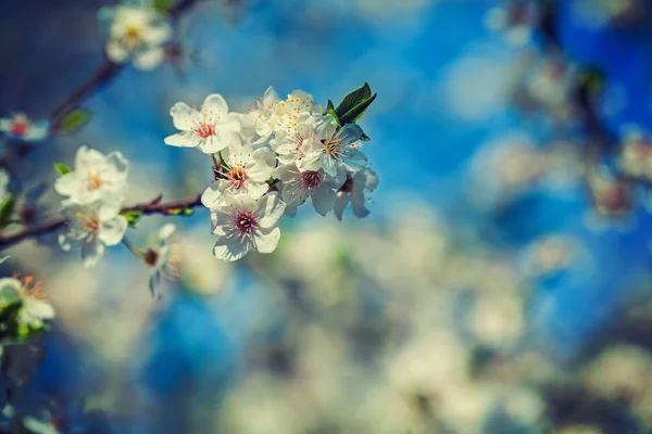 Rama floreciente de cerezo — Foto de Stock