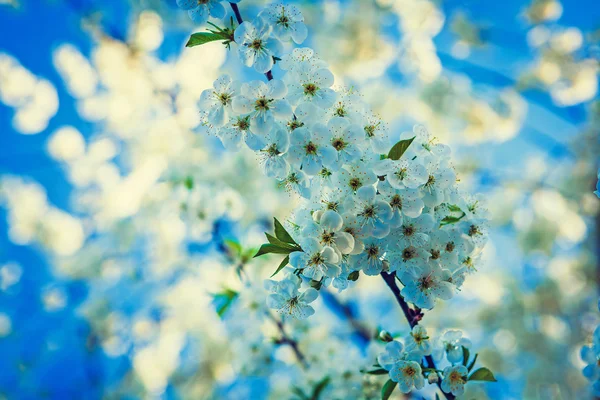 Blossoming branch of cherry tree — Stock Photo, Image