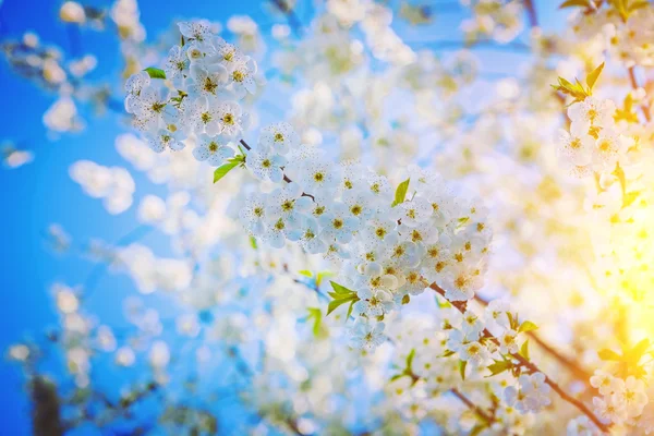 Cerejeira florescente — Fotografia de Stock