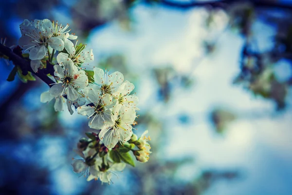樱桃树开花的分支 — 图库照片