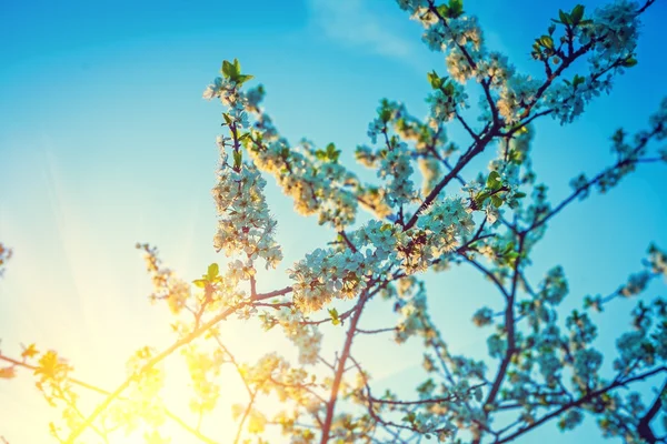 Blossoming cherry tree — Stock Photo, Image