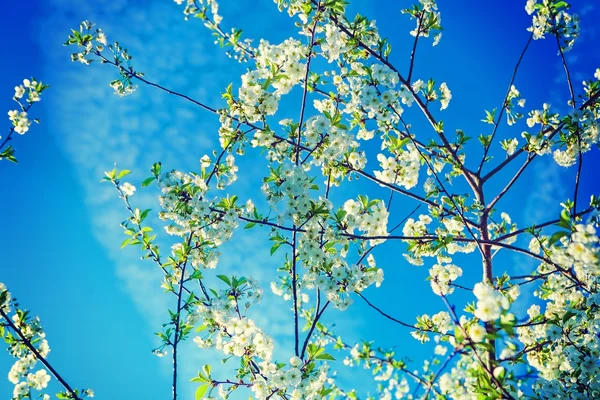 Blossoming branches of cherry tree — Stock Photo, Image