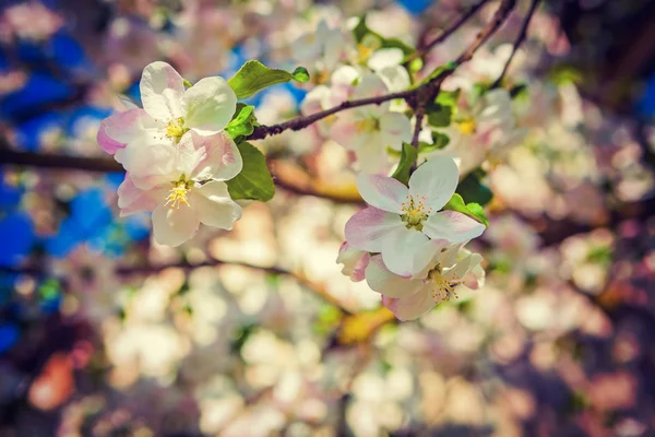 苹果树花卉背景 — 图库照片