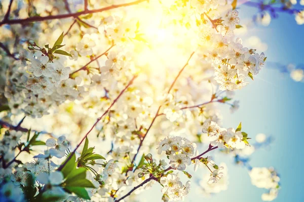 桜開花ツリー — ストック写真