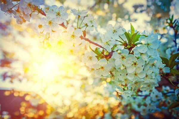 桜開花ツリー — ストック写真