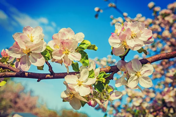 Apple tree flowers — Stock Photo, Image