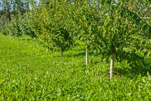 Bahçede genç elma ağaçlarının — Stok fotoğraf